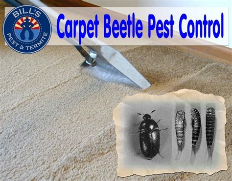general pest control for carpets